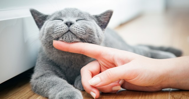6 Cats That Think They’re Fucking Better Than Me (And 4 That Are)