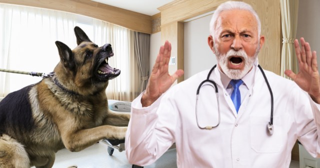 We Rehabilitated This Police Dog To Be A Cancer Sniffing Dog Except Now It Keeps Trying To Bite The Cancer Out Of People