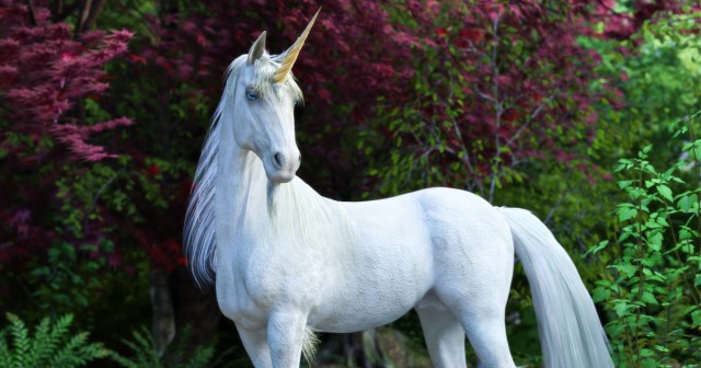 To Be Clear, My Wife And I Are Seeking An ACTUAL HORSE, With An ACTUAL MAGICAL HORN, For Sex