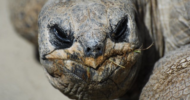 Punk Tortoise Joins 127 Club