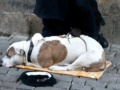 homeless, dog, behave