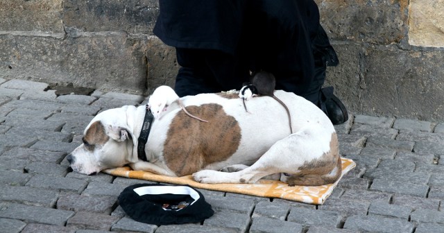 Homeless Man’s Dog Notably More Well Behaved Than Yours