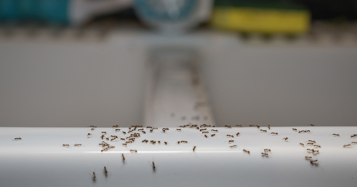 ants, rats, punk house