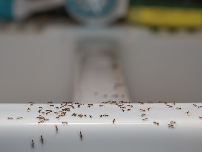 ants, rats, punk house