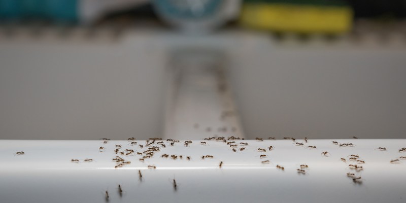 ants, rats, punk house