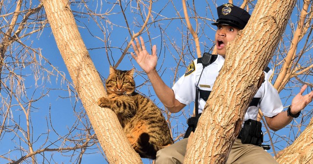 Cat Rescues Scared Cop Stuck Hiding On Tall Tree Branch