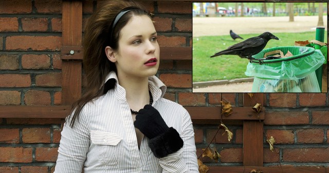 Lovesick Goth Looks Longingly At Pair Of Crows Eating Spilled Funyuns