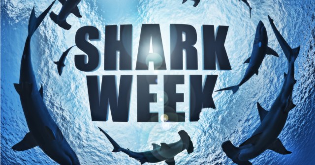 Performative Allyship? Corporations Ditch Shark Week Branding the Second It Ends