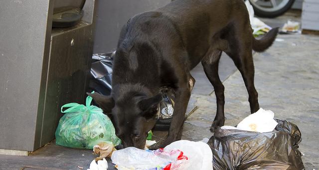 Punk’s Missing Dog Eating Better on Street Than It Ever Did at Home