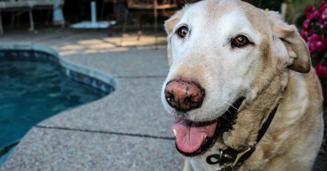 Family Dog Returns Rejuvenated From Farm Upstate