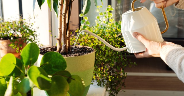 How Caring for Houseplants Improved Our Mental Health by Giving Us Complete Power Over a Living Being