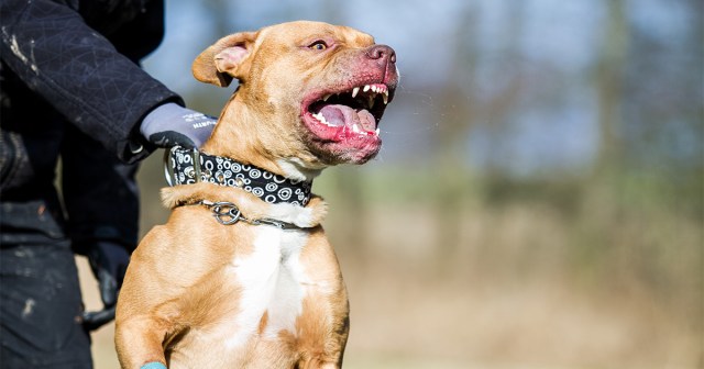 Who Rescued Who? I Adopted an Aggressive Dog To Avoid Talking to Neighbors