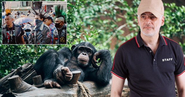 Chimp Handler Transitions Seamlessly Into New Job as Punk Band Manager