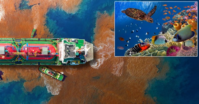 Spilled CBD Oil Tanker Leaves Miles Of Marine Life Unsure If They Feel Any Different