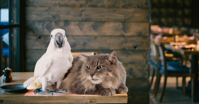 5 Seemingly Cute Animal Friendships in Which One Animal Always Had To Decide Where They Were Going To Get Lunch
