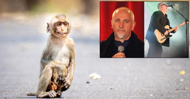 New Evidence Suggests Monkey from “Shock the Monkey” and Monkey from “Monkey Gone to Heaven” are Same Monkey