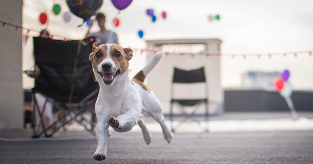 So You’re the Only Dog at a House Party: 5 Ways To Escape Socially Awkward Losers