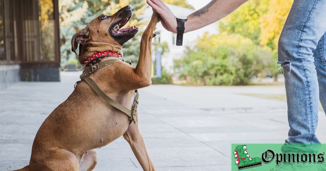 Opinion: Show Me Where in the Rulebook It Says a Dog Can’t Be My Only Friend