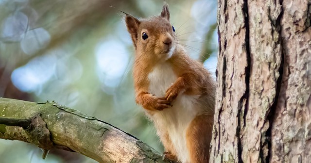 Dying Woodland Creature Hopes Its Skeleton Doesn’t End Up on Black Metal Band’s Instagram