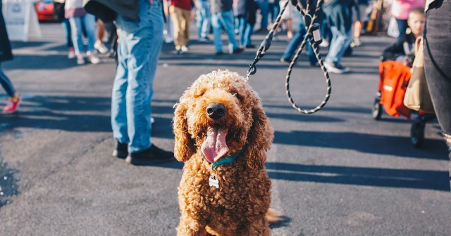 Man Noticing Influx of Goldendoodles in Neighborhood Starts Preparing for Rent Increase