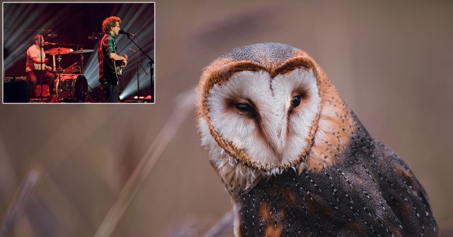 Reports of Leaked New Bon Iver Album Turn Out to Just be a Local Barred Owl