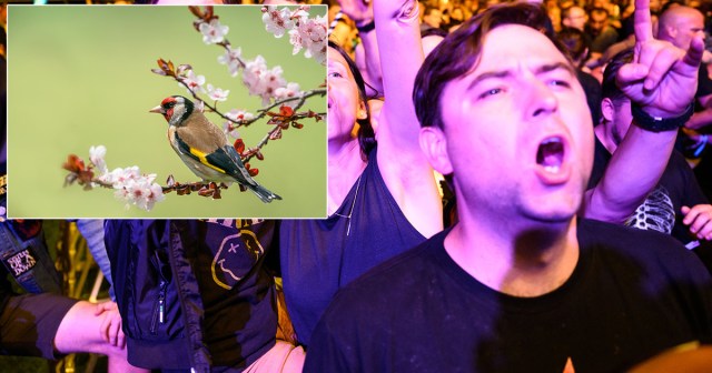 Audience Member at Ambient Show Asked to Leave After Screaming “PLAY THE FIELD RECORDING OF BIRDS” Too Many Times