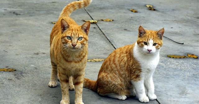 I Lived It: I Pet Two Street Cats at the Same Time and Now I’m Powerful Enough to Fight God