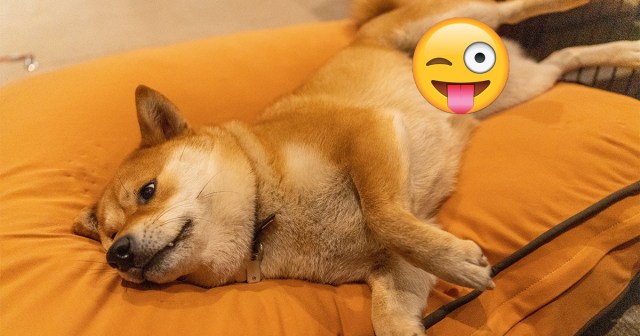We Ask a Person Who Blurs Their Dog’s Junk on Instagram Why They Sexualized a Pet
