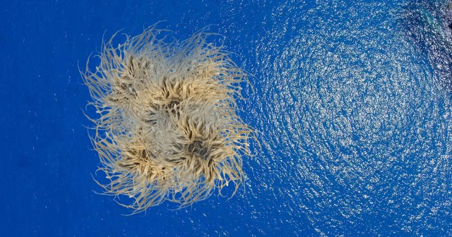 Great Pacific Dreadlock Patch Forms Off Coast of Oregon