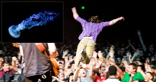 Stage Diver Encounters Freaky Bioluminescent Audience Members in Crowd Depths