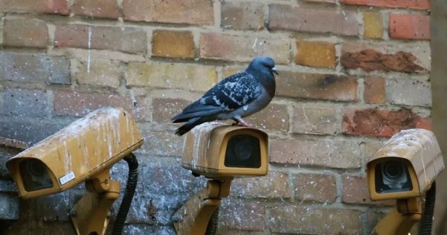 Every State Bird Ranked by Its Efficiency as a Government Surveillance Drone