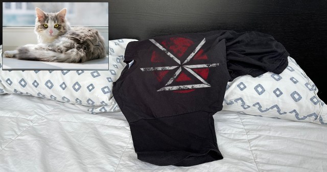 Punk Cat Keeps Leaving Dead Kennedys Merch on Owner’s Pillow