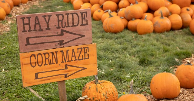 We Ranked 30 Fall Activities Against Taking a Nap and It’s Not Even Close