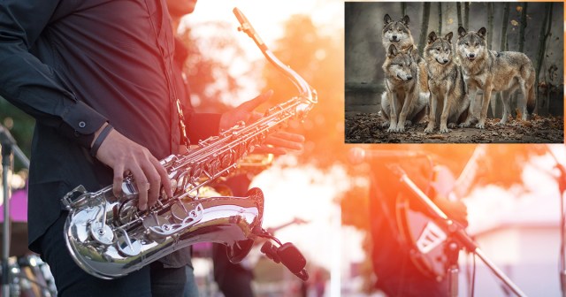 Concert Promoter Releases Wolves on Stage to Thin Out Overpopulated Ska Band