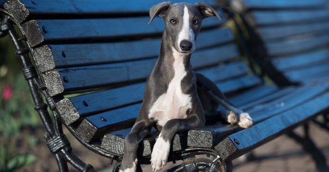 We Sat Down With a Dog Breeder Because We Tried To Buy the Wrong Kind of Whippet