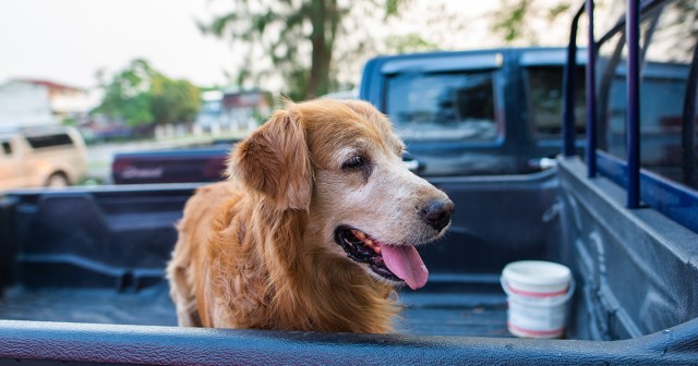 Heartwarming! This Hero Dog Saved Three Kids, so We Let It Bite the Shit Out of One!