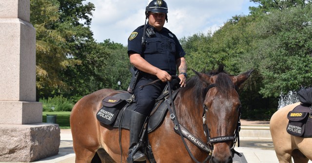 Unlikely Animal Friends: This Horse and Pig Play in Park All Day