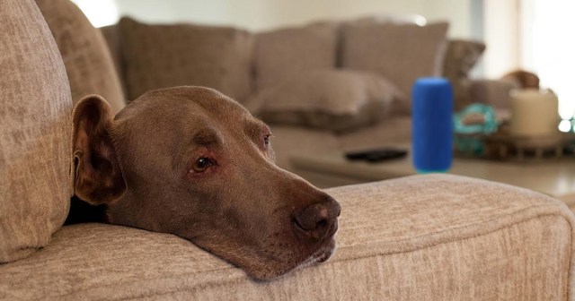 90 Percent of NPR Listeners Just Dogs Whose Owners Left the Radio On So They Think Someone is Home