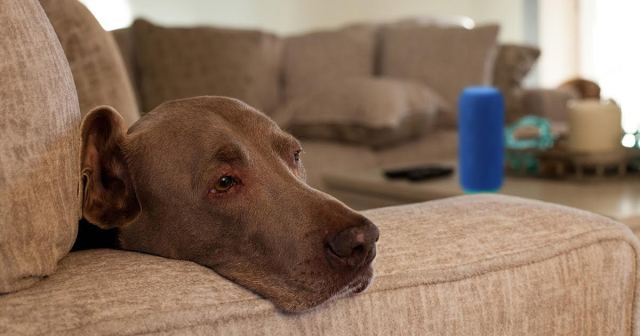 90 Percent of NPR Listeners Just Dogs Whose Owners Left the Radio On So They Think Someone is Home