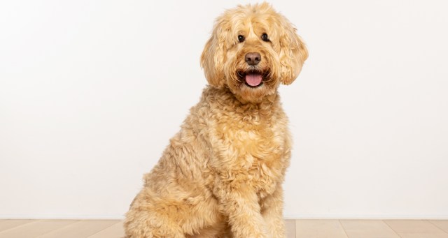 GOP Debate to Feature Goldendoodle Who Only Barks at Black People