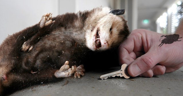 Punk Hides Spare Key Under Dead Possum on Front Porch