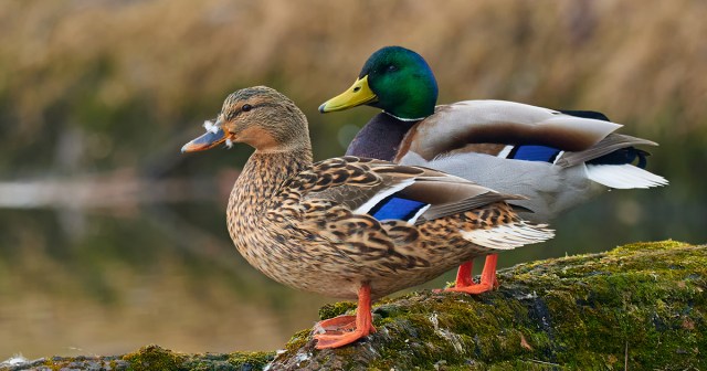 Duck With Corkscrew Penis Assures Girlfriend They All Look Like That