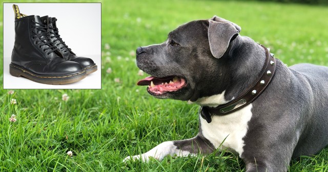 Punk Dog Only Eats Doc Martens