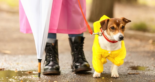 There Is No Way I’m Pooping In This Weather (Guest Column By Your Dog)