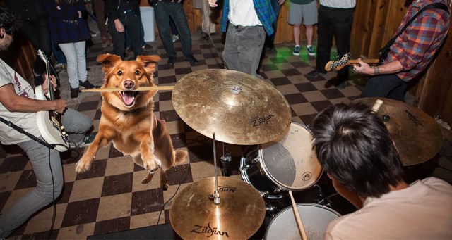 Dog in Audience Returns Drumstick