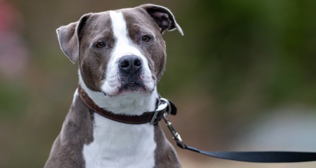 Pitbull Only Member of Punk House Who Hasn’t Bitten Someone
