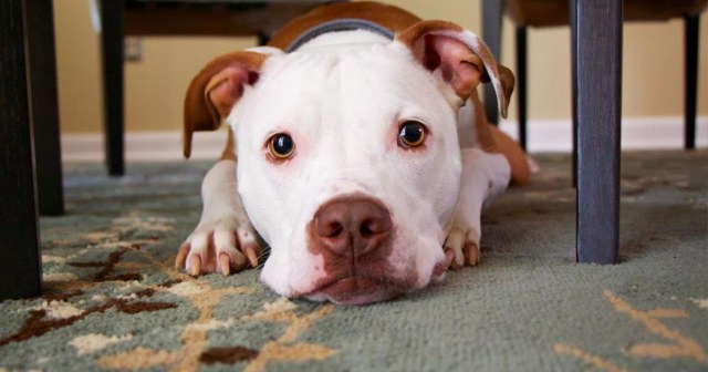 The Top 10 Supposedly Dangerous Dog Breeds That Never Pretended to Be My Friend Only to Turn Around and Have an Affair With My Wife