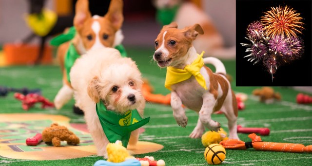 2024 Puppy Bowl To Open With Ill-Conceived Firework Show