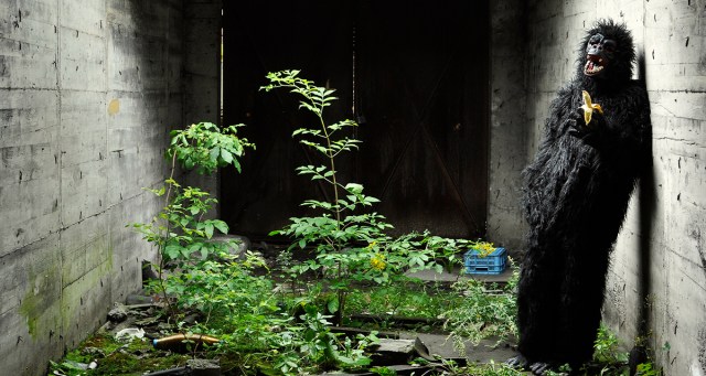 Cost of Living Too High? Here’s How I Bought a Gorilla Suit and Started Squatting at the Zoo