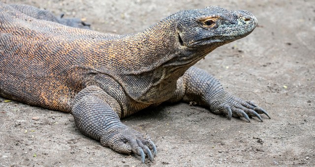 How Come You’re Allowed to Bring Your Unruly Kids to Church But I Can’t Bring My Well-Behaved Komodo Dragon?